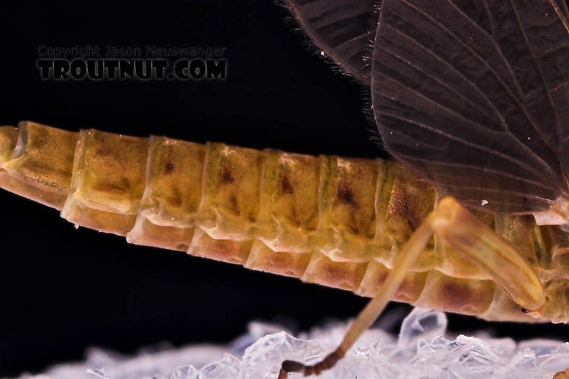 Female Ephemerella subvaria (Hendrickson) Mayfly Dun from the Beaverkill River in New York