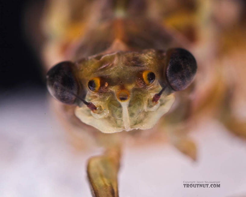 Female Ephemerella subvaria (Hendrickson) Mayfly Dun from the Beaverkill River in New York