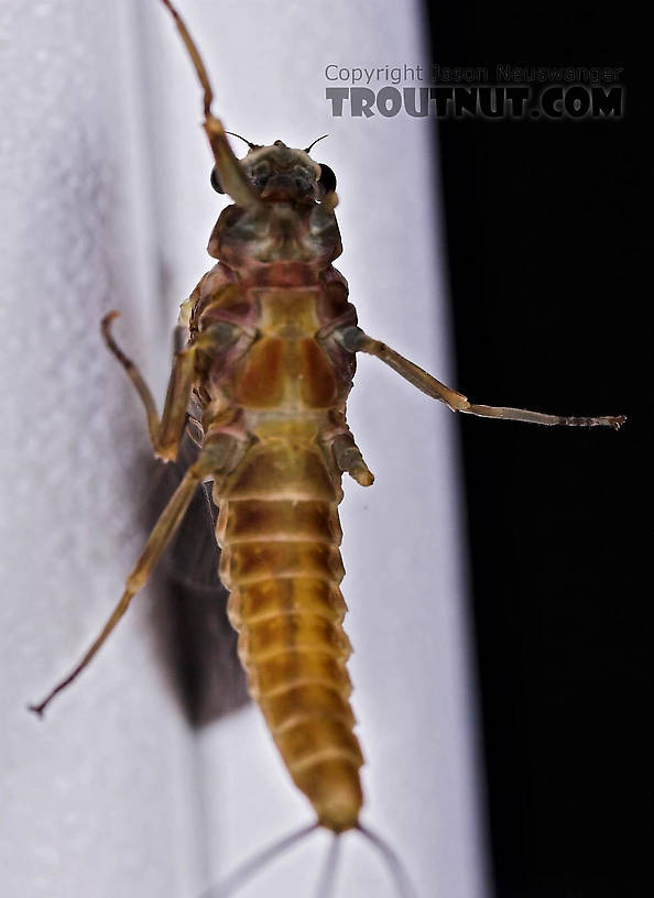 Female Ephemerella subvaria (Hendrickson) Mayfly Dun from the Beaverkill River in New York