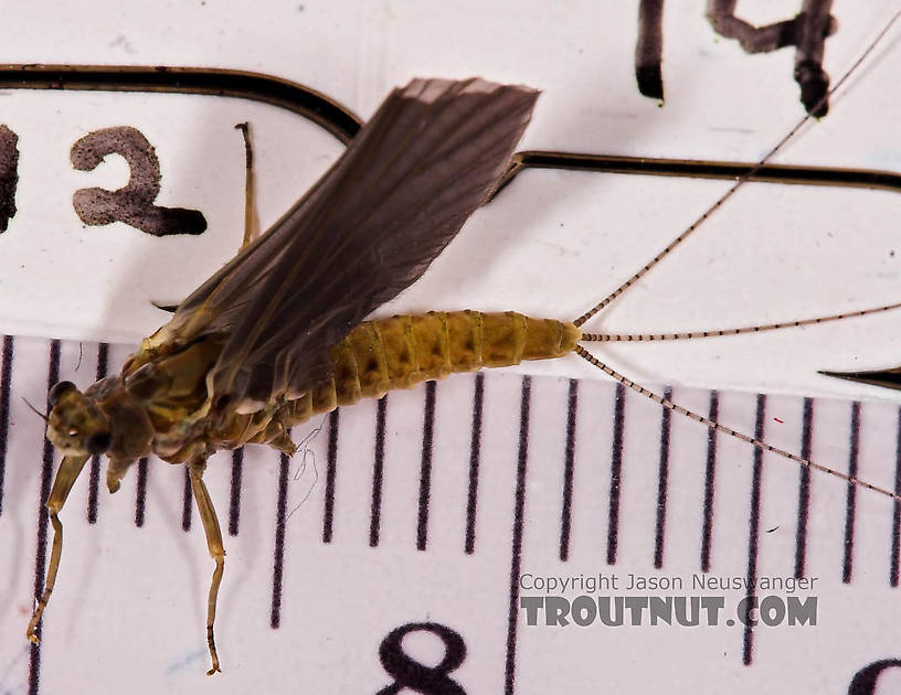 Female Ephemerella subvaria (Hendrickson) Mayfly Dun from the Beaverkill River in New York