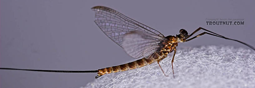 Male Epeorus pleuralis (Quill Gordon) Mayfly Spinner from Mongaup Creek in New York