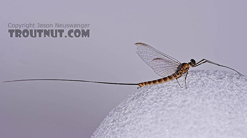 Male Epeorus pleuralis (Quill Gordon) Mayfly Spinner from Mongaup Creek in New York