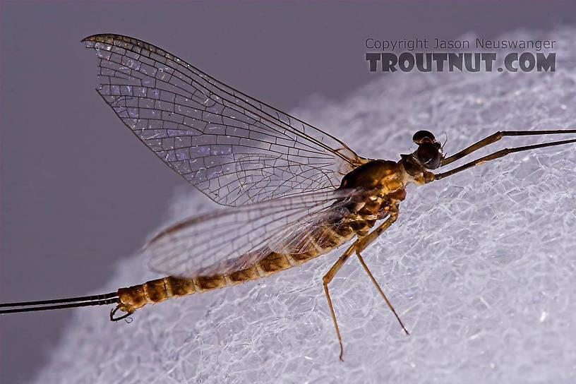 Male Epeorus pleuralis (Quill Gordon) Mayfly Spinner from Mongaup Creek in New York