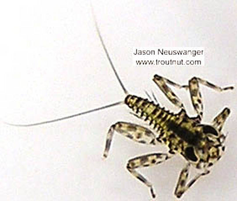 Epeorus vitreus (Sulphur) Mayfly Nymph from unknown in Wisconsin