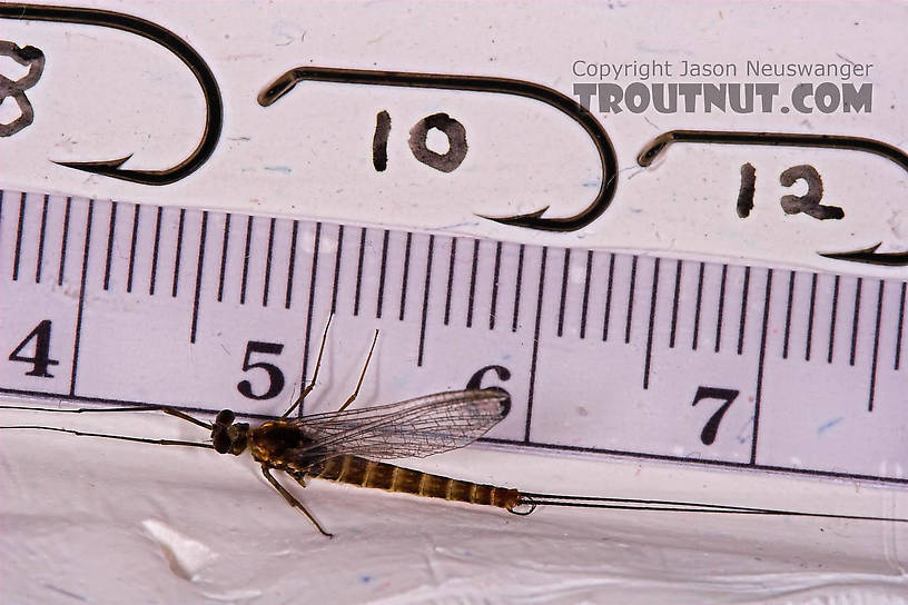 Male Epeorus pleuralis (Quill Gordon) Mayfly Spinner from Mongaup Creek in New York