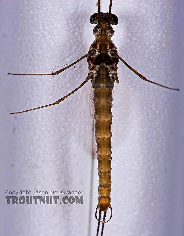 Male Epeorus pleuralis (Quill Gordon) Mayfly Spinner from Mongaup Creek in New York