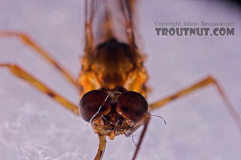 Male Epeorus pleuralis (Quill Gordon) Mayfly Spinner from Mongaup Creek in New York