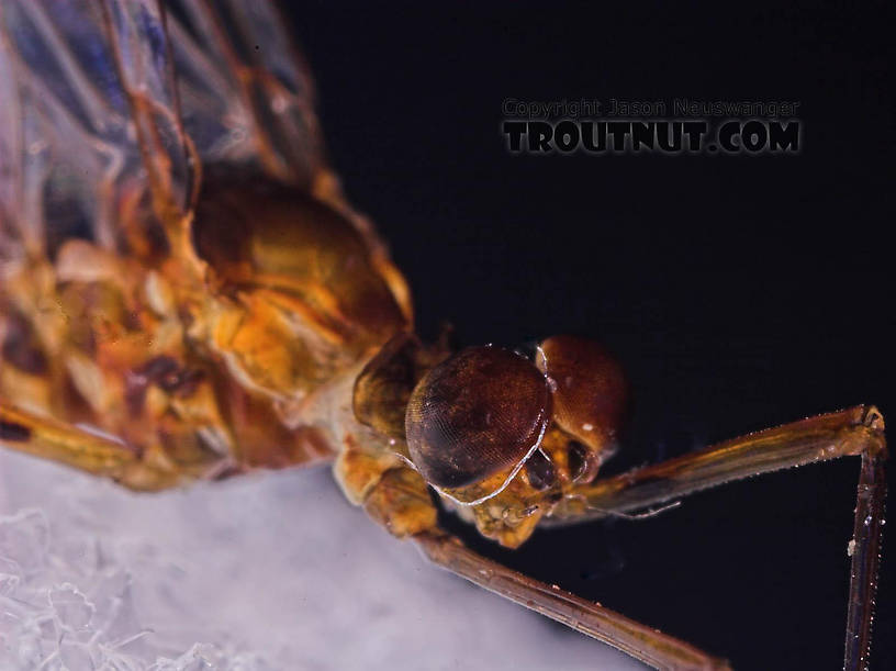 Male Epeorus pleuralis (Quill Gordon) Mayfly Spinner from Mongaup Creek in New York