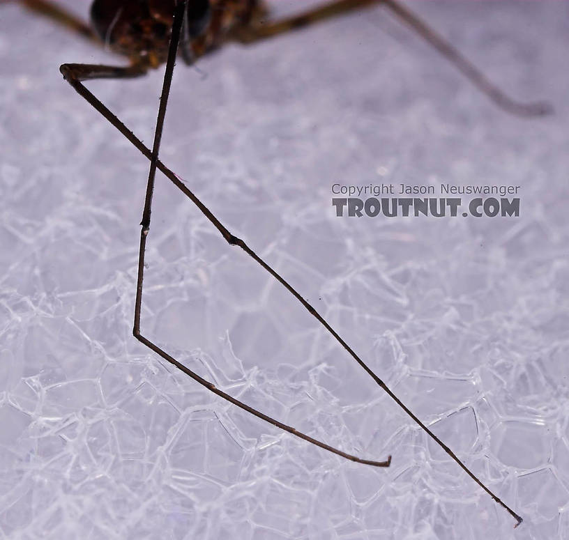 Male Epeorus pleuralis (Quill Gordon) Mayfly Spinner from Mongaup Creek in New York