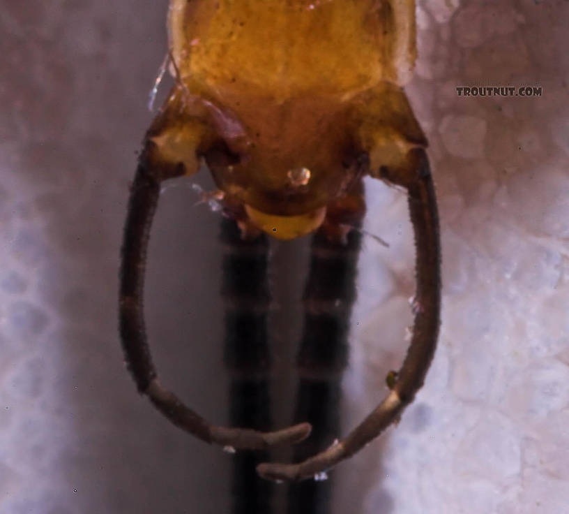 Male Epeorus pleuralis (Quill Gordon) Mayfly Spinner from Mongaup Creek in New York