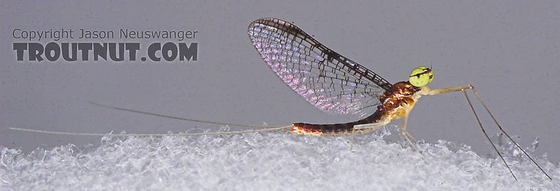 Male Leucrocuta hebe (Little Yellow Quill) Mayfly Spinner from the Teal River in Wisconsin