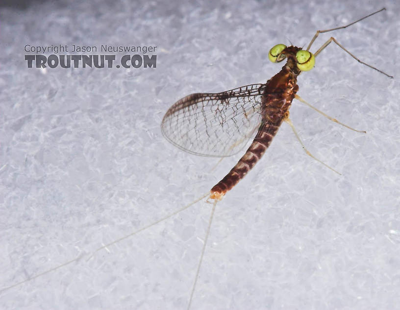 Male Leucrocuta hebe (Little Yellow Quill) Mayfly Spinner from the Teal River in Wisconsin