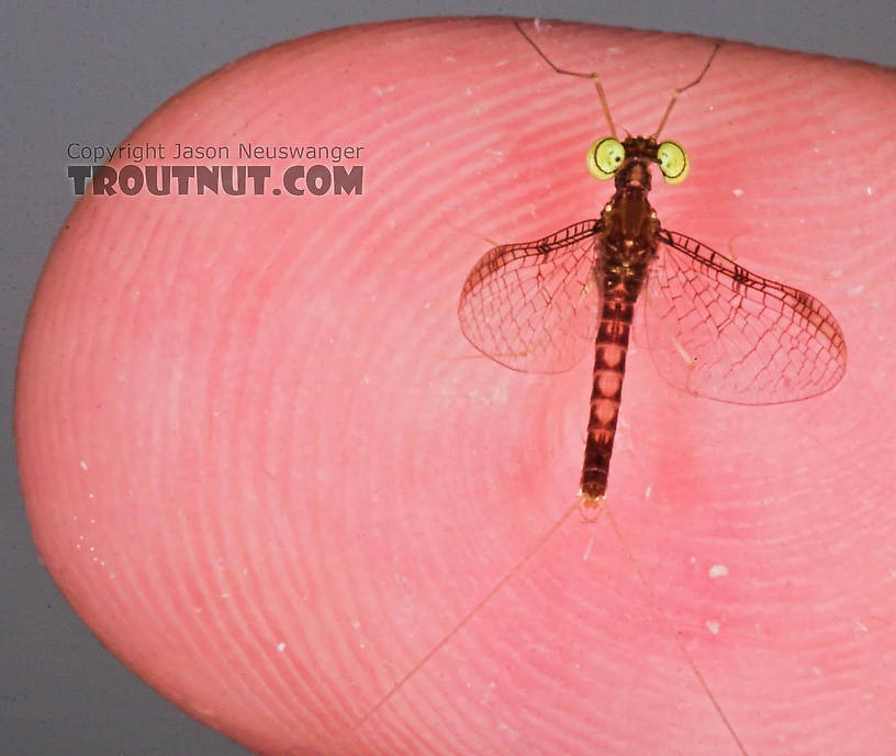 Male Leucrocuta hebe (Little Yellow Quill) Mayfly Spinner from the Teal River in Wisconsin