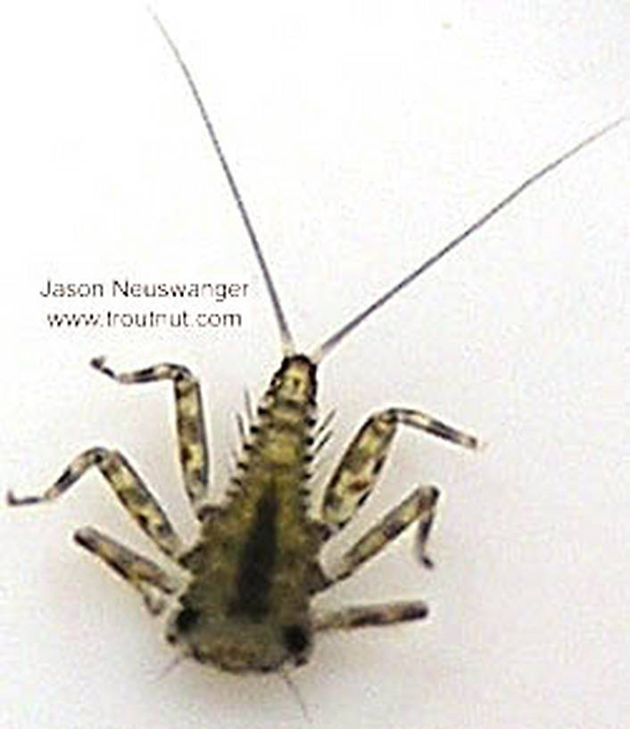 Epeorus vitreus (Sulphur) Mayfly Nymph from unknown in Wisconsin