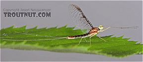 Male Leucrocuta hebe (Little Yellow Quill) Mayfly Spinner