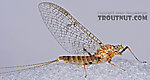 Female Maccaffertium (March Browns and Cahills) Mayfly Spinner