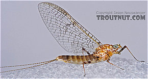 Female Maccaffertium (March Browns and Cahills) Mayfly Spinner