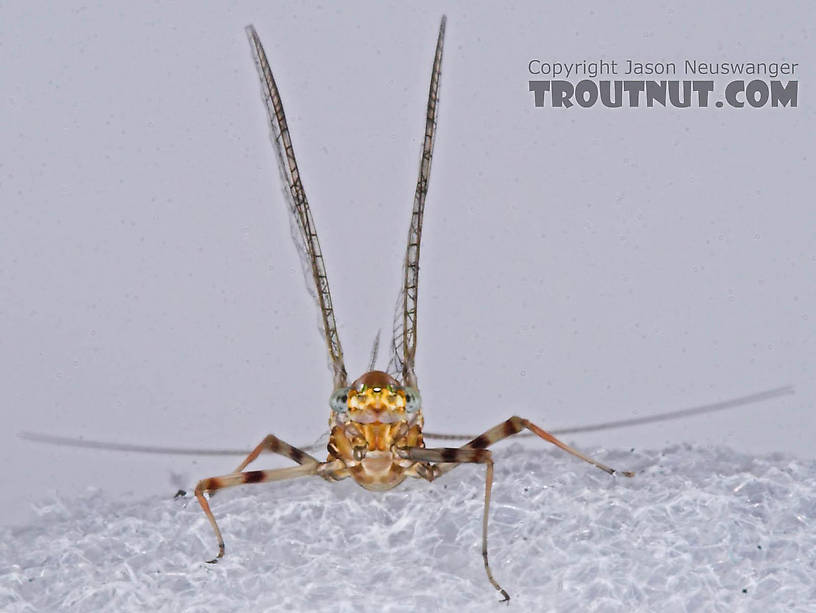 Female Maccaffertium (March Browns and Cahills) Mayfly Spinner from the Bois Brule River in Wisconsin