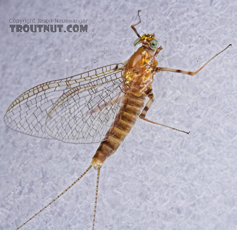 Female Maccaffertium (March Browns and Cahills) Mayfly Spinner from the Bois Brule River in Wisconsin