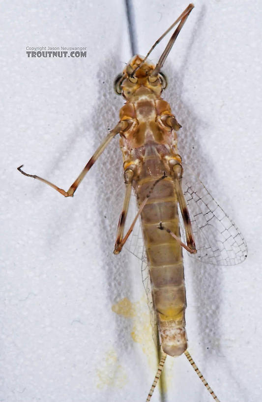 Female Maccaffertium (March Browns and Cahills) Mayfly Spinner from the Bois Brule River in Wisconsin