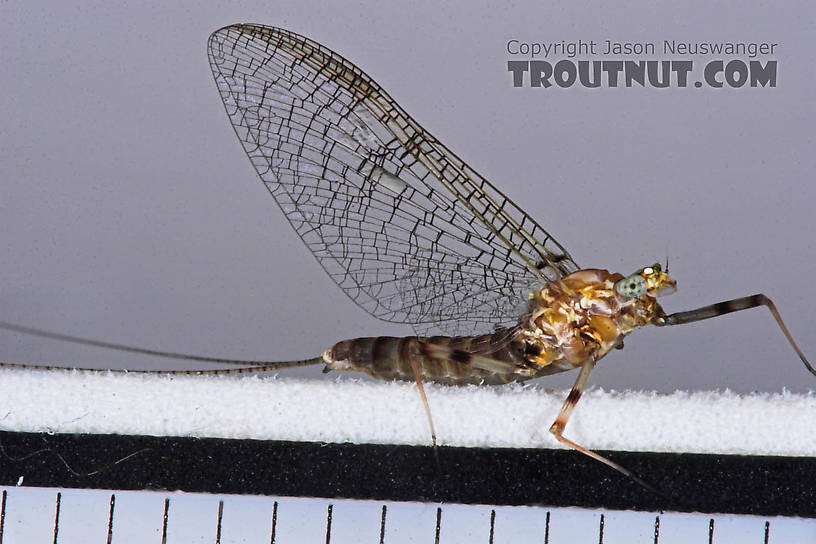 Female Maccaffertium (March Browns and Cahills) Mayfly Spinner from the Bois Brule River in Wisconsin