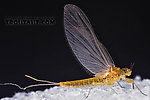 Female Baetis (Blue-Winged Olives) Mayfly Dun