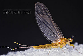 Female Baetis (Blue-Winged Olives) Mayfly Dun