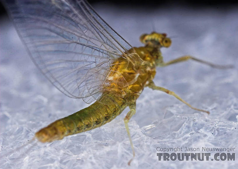 Female Ephemerella excrucians (Pale Morning Dun) Mayfly Spinner from the Bois Brule River in Wisconsin