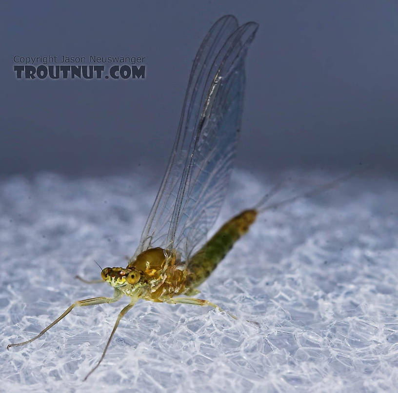 Female Ephemerella excrucians (Pale Morning Dun) Mayfly Spinner from the Bois Brule River in Wisconsin