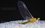 Female Ephemerella excrucians (Pale Morning Dun) Mayfly Spinner