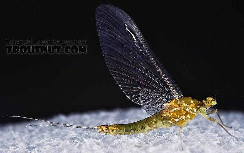 Female Ephemerella excrucians (Pale Morning Dun) Mayfly Spinner from the Bois Brule River in Wisconsin