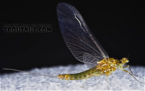 Female Ephemerella excrucians (Pale Morning Dun) Mayfly Spinner