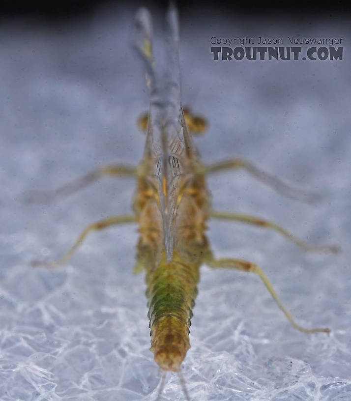 Female Ephemerella excrucians (Pale Morning Dun) Mayfly Spinner from the Bois Brule River in Wisconsin