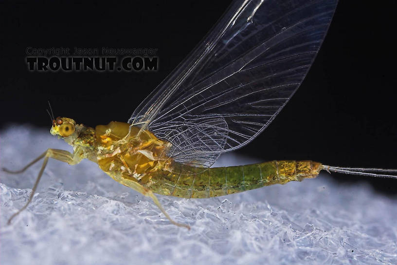 Female Ephemerella excrucians (Pale Morning Dun) Mayfly Spinner from the Bois Brule River in Wisconsin