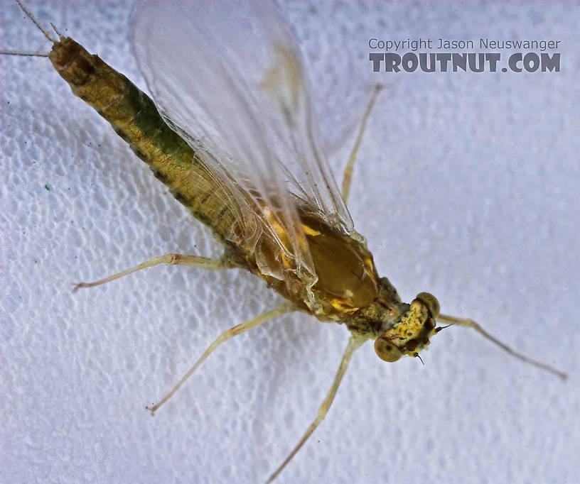 Female Ephemerella excrucians (Pale Morning Dun) Mayfly Spinner from the Bois Brule River in Wisconsin