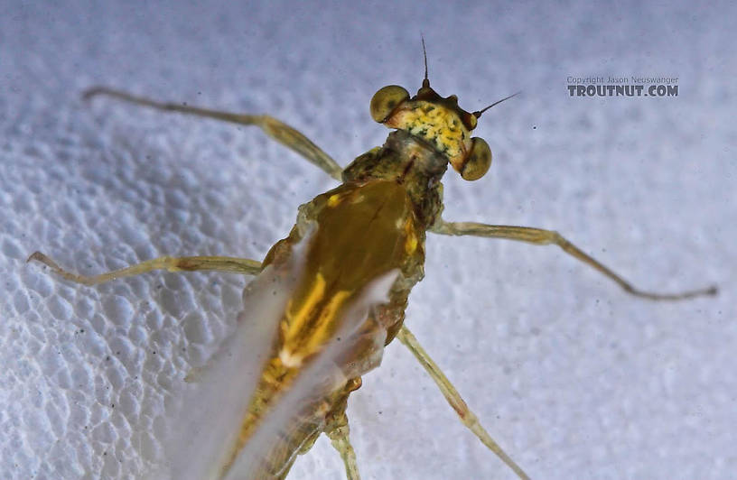 Female Ephemerella excrucians (Pale Morning Dun) Mayfly Spinner from the Bois Brule River in Wisconsin