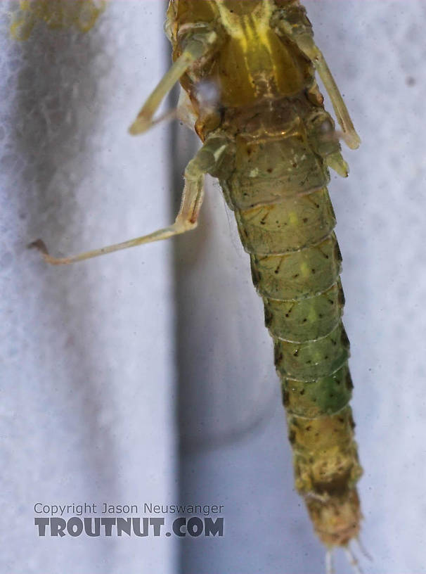 Female Ephemerella excrucians (Pale Morning Dun) Mayfly Spinner from the Bois Brule River in Wisconsin