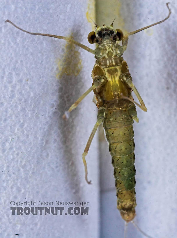 Female Ephemerella excrucians (Pale Morning Dun) Mayfly Spinner from the Bois Brule River in Wisconsin