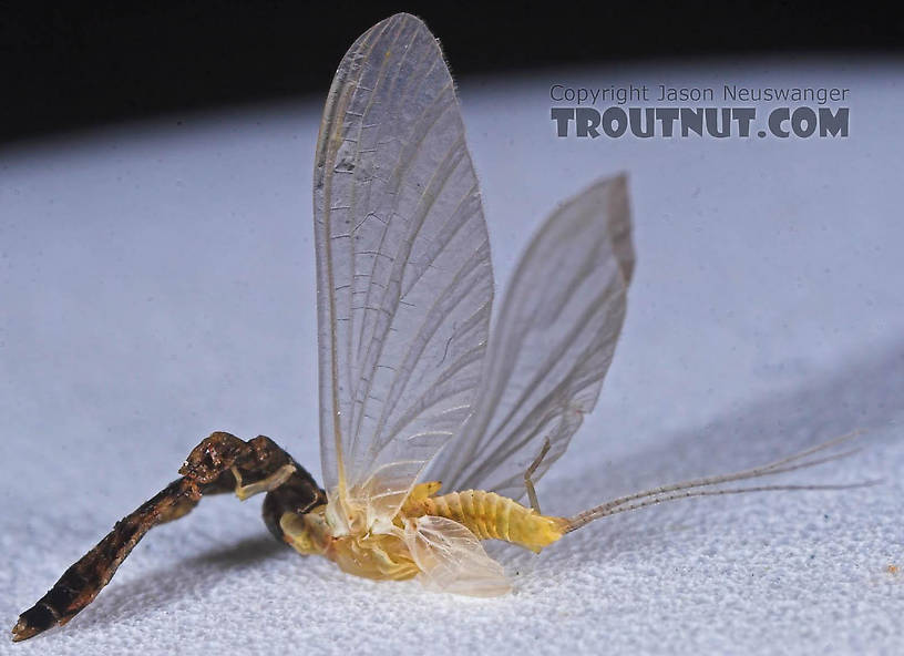 Female Ephemerellidae (Hendricksons, Sulphurs, PMDs, BWOs) Mayfly Dun from the Bois Brule River in Wisconsin