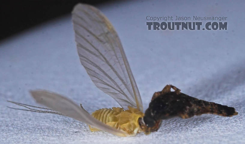 Female Ephemerellidae (Hendricksons, Sulphurs, PMDs, BWOs) Mayfly Dun from the Bois Brule River in Wisconsin