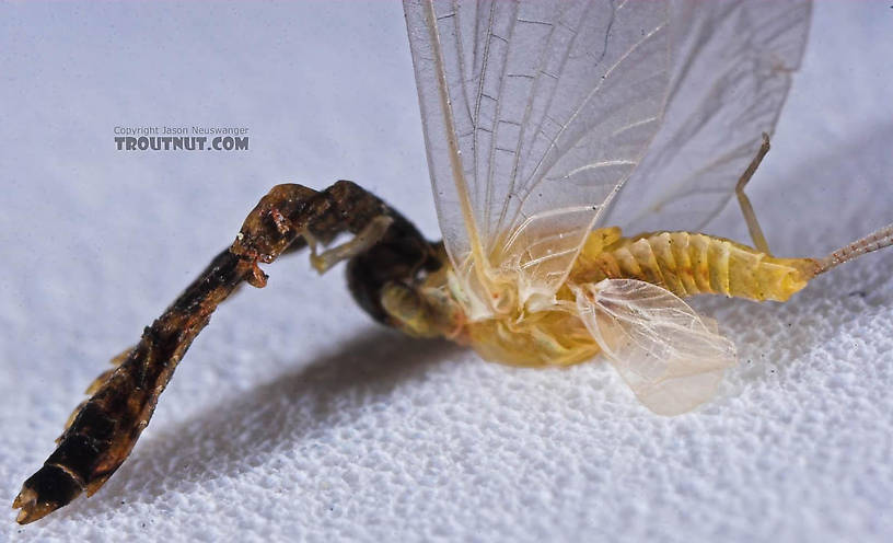 Female Ephemerellidae (Hendricksons, Sulphurs, PMDs, BWOs) Mayfly Dun from the Bois Brule River in Wisconsin