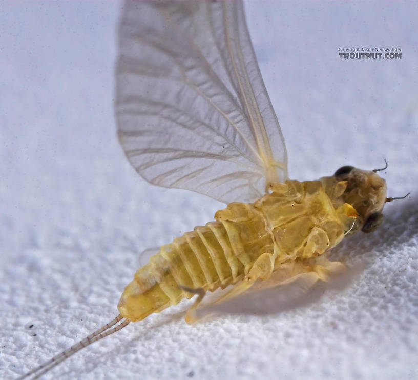 Female Ephemerellidae (Hendricksons, Sulphurs, PMDs, BWOs) Mayfly Dun from the Bois Brule River in Wisconsin