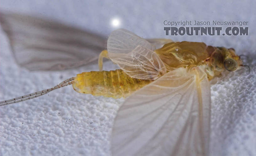 Female Ephemerellidae (Hendricksons, Sulphurs, PMDs, BWOs) Mayfly Dun from the Bois Brule River in Wisconsin