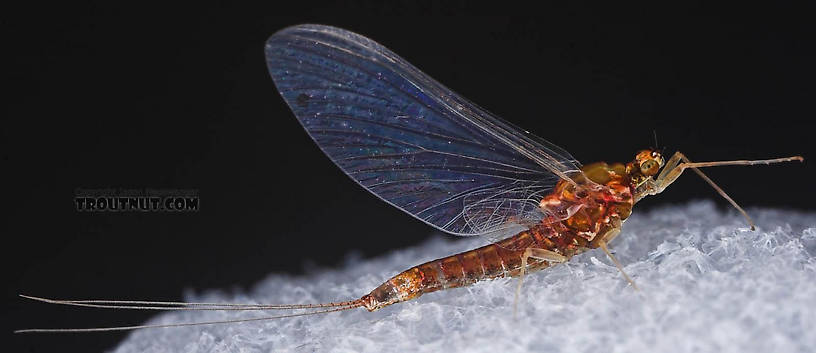 Female Ephemerellidae (Hendricksons, Sulphurs, PMDs, BWOs) Mayfly Spinner from the Bois Brule River in Wisconsin