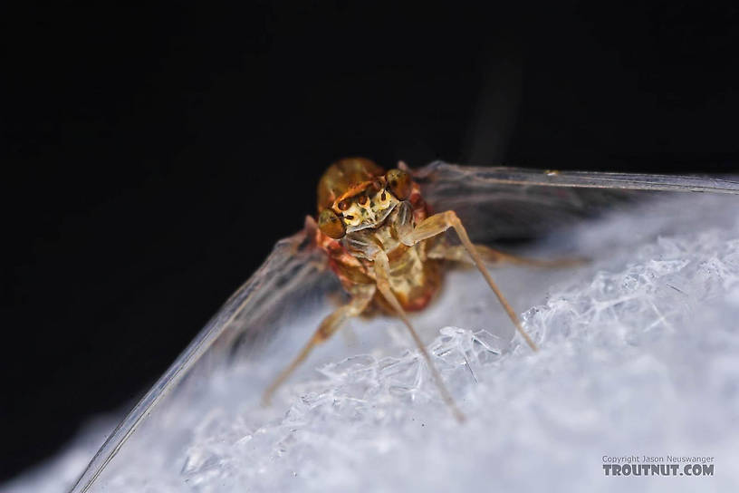 Female Ephemerellidae (Hendricksons, Sulphurs, PMDs, BWOs) Mayfly Spinner from the Bois Brule River in Wisconsin