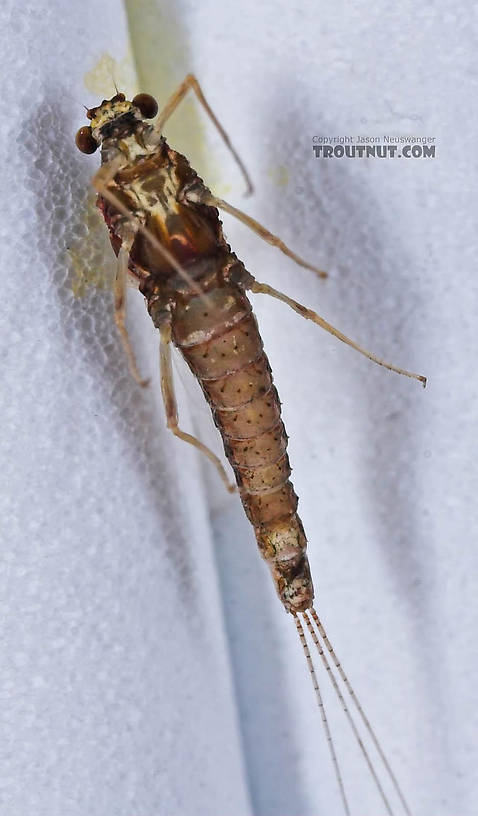 Female Ephemerellidae (Hendricksons, Sulphurs, PMDs, BWOs) Mayfly Spinner from the Bois Brule River in Wisconsin