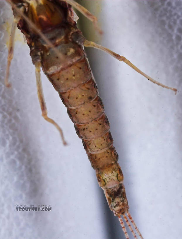 Female Ephemerellidae (Hendricksons, Sulphurs, PMDs, BWOs) Mayfly Spinner from the Bois Brule River in Wisconsin