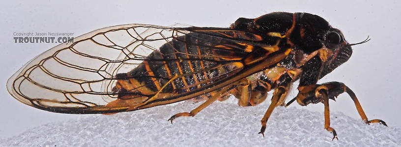 Cicadidae (Cicadas) Cicada Adult from the Bois Brule River in Wisconsin