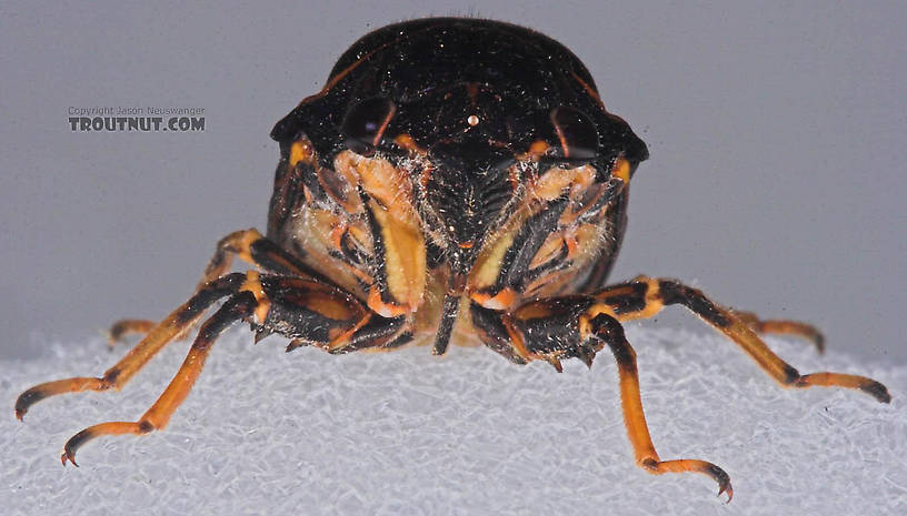 Cicadidae (Cicadas) Cicada Adult from the Bois Brule River in Wisconsin