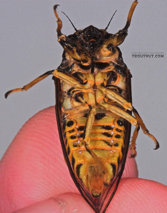 Cicadidae (Cicadas) Cicada Adult from the Bois Brule River in Wisconsin